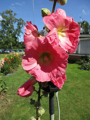 Stockros  
                                 
2017-07-28 Stockros_0086  
Granudden  
Färjestaden  
Öland