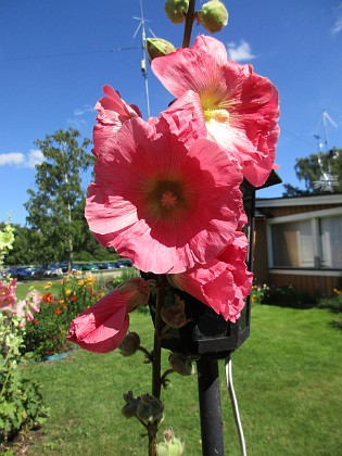 Stockros  
                                 
2017-07-28 Stockros_0087  
Granudden  
Färjestaden  
Öland