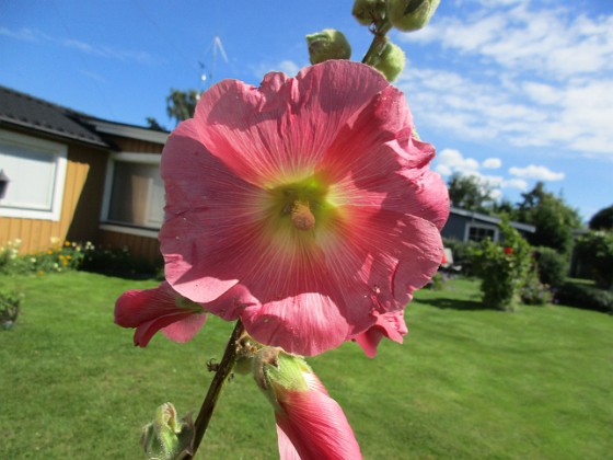 Stockros  
                                 
2017-07-28 Stockros_0088  
Granudden  
Färjestaden  
Öland