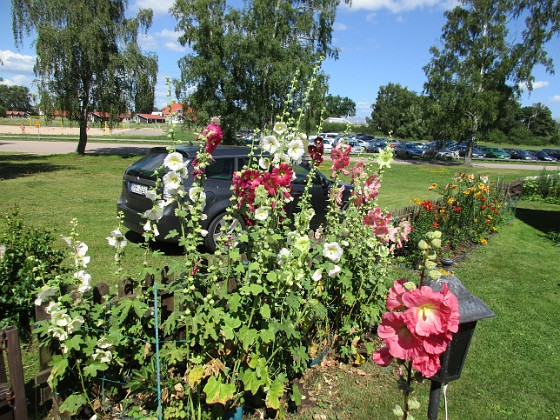 Stockros  
                                 
2017-07-28 Stockros_0089  
Granudden  
Färjestaden  
Öland