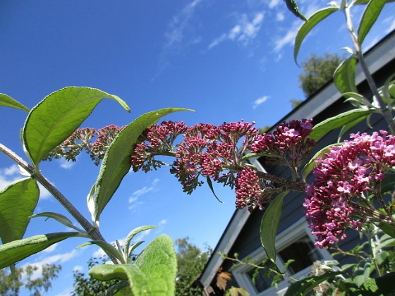 Syrenbuddleja