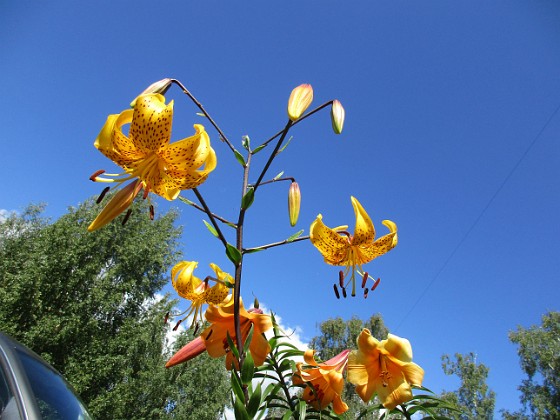 Tigerlilja { Även här är ju blomman riktad nedåt, vilket gör att man måste lägga sig på rygg. } 