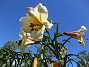 Det är bra att kunna ha liljor i trädgården under hela juli månad. (2017-07-28 Basunlilja_0012)