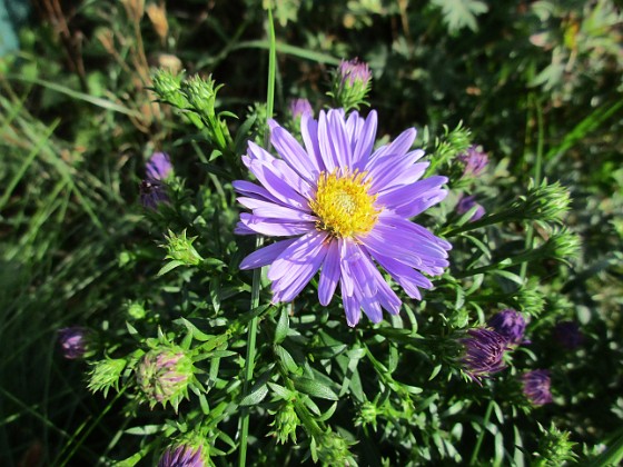 Aster