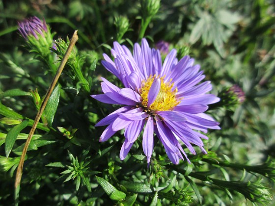 Aster 
                               