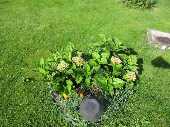 Hortensia  
                                 
2017-08-08 Hortensia_0006  
Granudden  
Färjestaden  
Öland