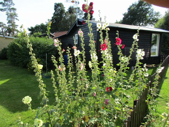 Stockros  
                                 
2017-08-08 Stockros_0002  
Granudden  
Färjestaden  
Öland