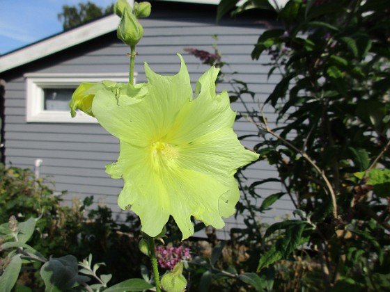 Stockros  
  
2017-08-08 Stockros_0015  
Granudden  
Färjestaden  
Öland