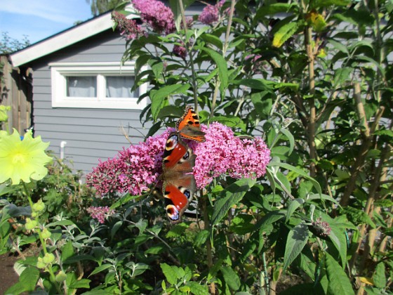 Syrenbuddleja { Nu förstår jag varför detta också kallas Fjärilsbuske! } 