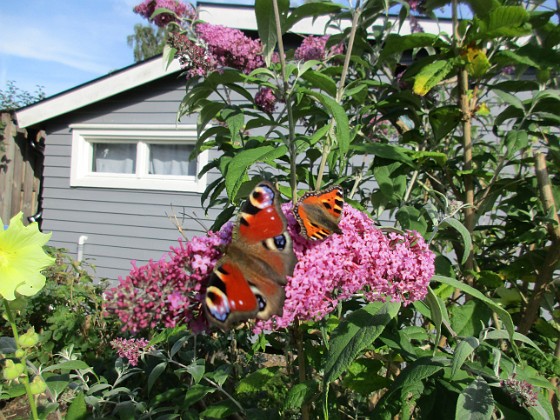 Syrenbuddleja {  } 