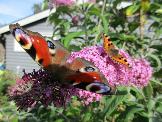 Syrenbuddleja { Nu förstår jag varför detta också kallas Fjärilsbuske! } 