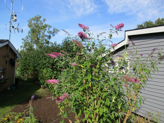 Syrenbuddleja { Nu förstår jag varför detta också kallas Fjärilsbuske! } 