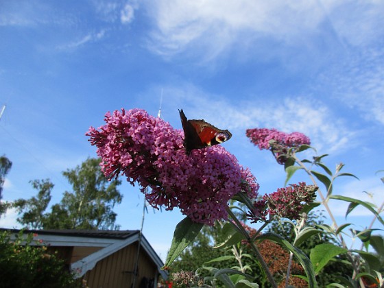 Syrenbuddleja 
Nu förstår jag varför detta också kallas Fjärilsbuske!