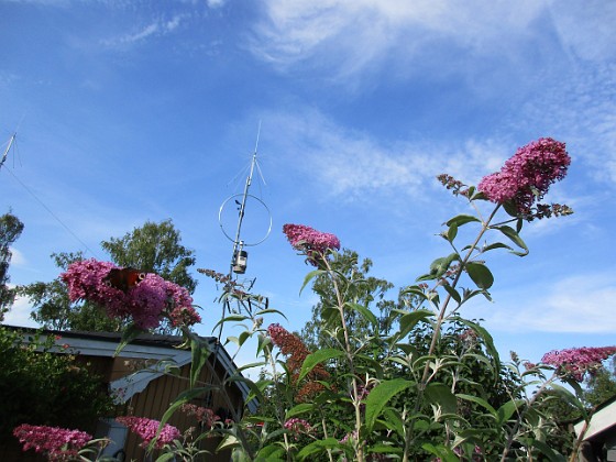 Syrenbuddleja  
Nu förstår jag varför detta också kallas Fjärilsbuske!  
2017-08-08 Syrenbuddleja_0019  
Granudden  
Färjestaden  
Öland