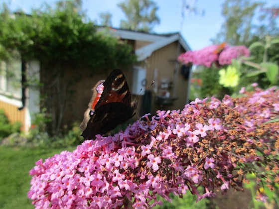 Syrenbuddleja { Nu förstår jag varför detta också kallas Fjärilsbuske! } 