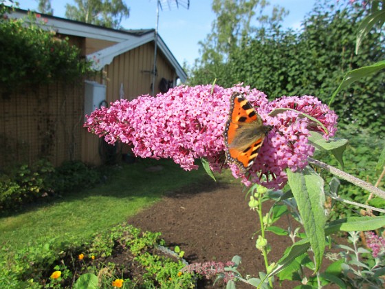 Syrenbuddleja { Nu förstår jag varför detta också kallas Fjärilsbuske! } 