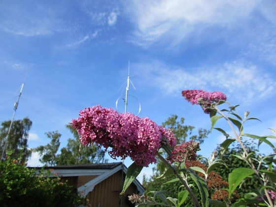 Syrenbuddleja {  } 