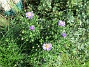 Aster  
                                 
2017-08-08 Aster_0008