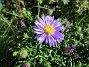 Aster  
                                 
2017-08-08 Aster_0009
