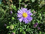 Aster  
                                 
2017-08-08 Aster_0009
