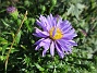 Aster  
                                 
2017-08-08 Aster_0010
