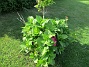                                 (2017-08-08 Hortensia_0005)