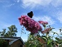 Syrenbuddleja  
Nu förstår jag varför detta också kallas Fjärilsbuske!  
2017-08-08 Syrenbuddleja_0017