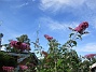 Syrenbuddleja  
Nu förstår jag varför detta också kallas Fjärilsbuske!  
2017-08-08 Syrenbuddleja_0019