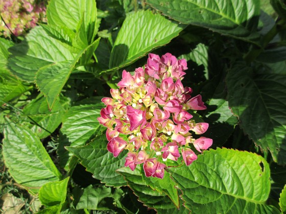 Hortensia  
                                 
2017-08-11 Hortensia_0061  
Granudden  
Färjestaden  
Öland