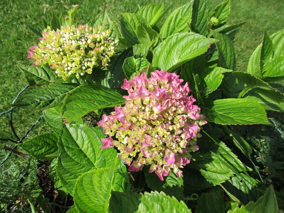 Hortensia  
                                 
2017-08-11 Hortensia_0062  
Granudden  
Färjestaden  
Öland