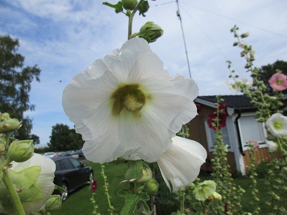 Stockros  
                                 
2017-08-11 Stockros_0003  
Granudden  
Färjestaden  
Öland