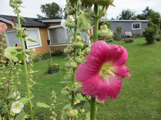 Stockros  
                                 
2017-08-11 Stockros_0004  
Granudden  
Färjestaden  
Öland