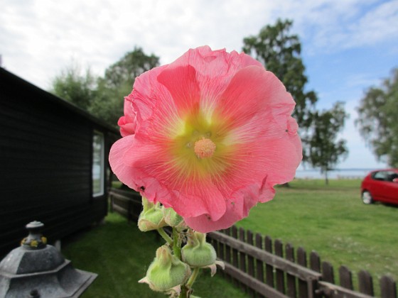 Stockros  
                                 
2017-08-11 Stockros_0009  
Granudden  
Färjestaden  
Öland