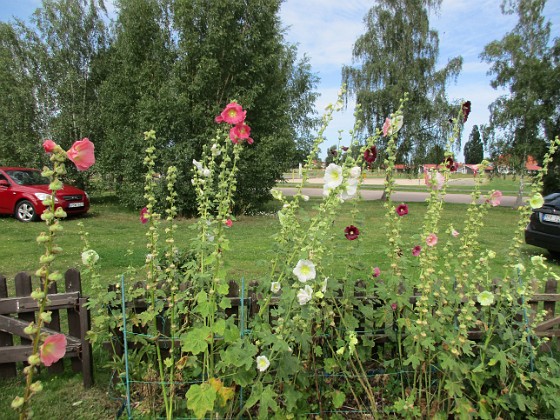 Stockros  
                                 
2017-08-11 Stockros_0012  
Granudden  
Färjestaden  
Öland