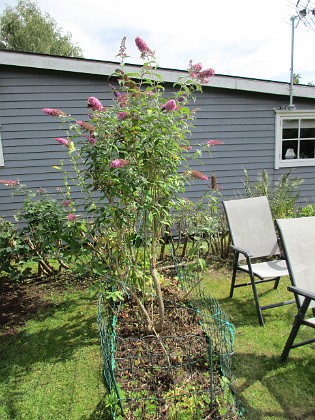 Syrenbuddleja  
                                 
2017-08-11 Syrenbuddleja_0043  
Granudden  
Färjestaden  
Öland