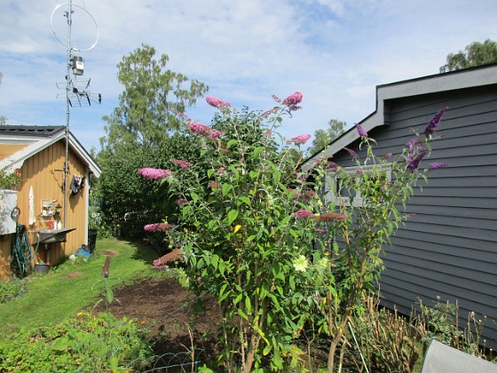 Syrenbuddleja  
                                 
2017-08-11 Syrenbuddleja_0044  
Granudden  
Färjestaden  
Öland