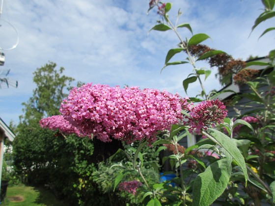 Syrenbuddleja {  } 