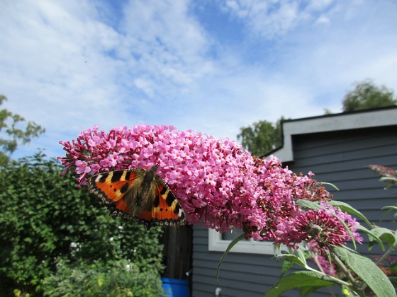 Syrenbuddleja {  } 