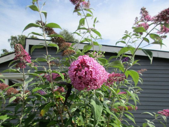 Syrenbuddleja 
                               