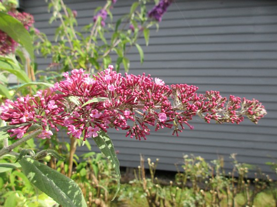 Syrenbuddleja 
                               