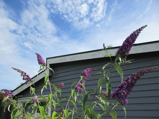 Syrenbuddleja {  } 