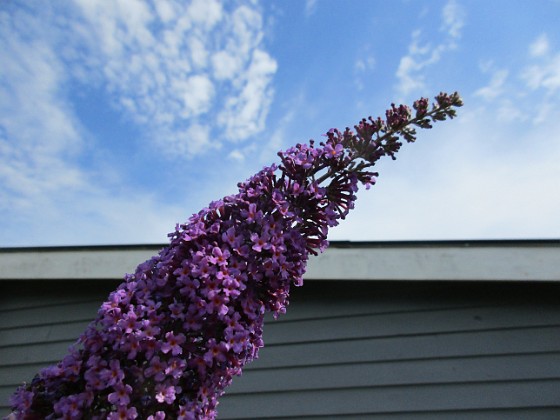 Syrenbuddleja {  } 