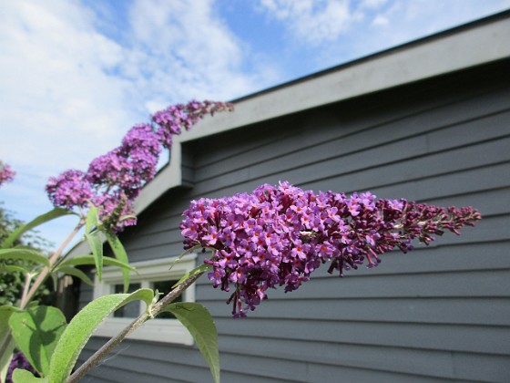 Syrenbuddleja {  } 