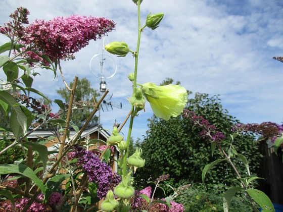 Syrenbuddleja {  } 