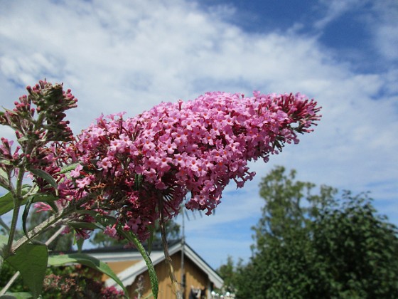 Syrenbuddleja {  } 