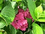 Hortensia