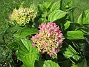 Hortensia  
                                 
2017-08-11 Hortensia_0062