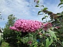 Syrenbuddleja  
                                 
2017-08-11 Syrenbuddleja_0045