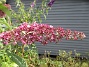                                 (2017-08-11 Syrenbuddleja_0048)