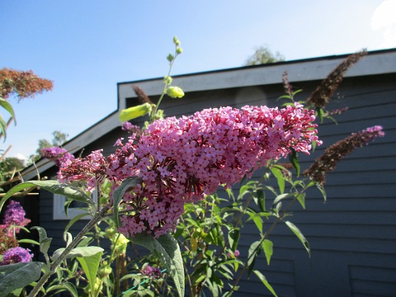 Buddleja